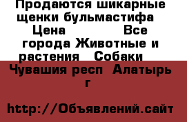 Продаются шикарные щенки бульмастифа › Цена ­ 45 000 - Все города Животные и растения » Собаки   . Чувашия респ.,Алатырь г.